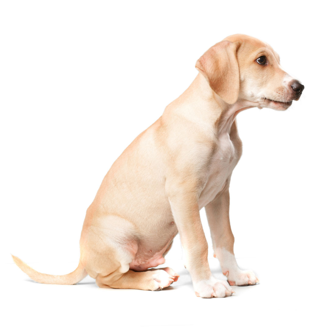 Como_encontro_Dog_Walking