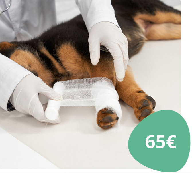 Webinar Primeiros-Socorros em cães e gatos (7ª edição)